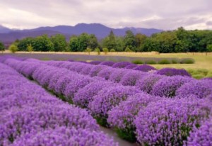 Sequim, WA lavender fields